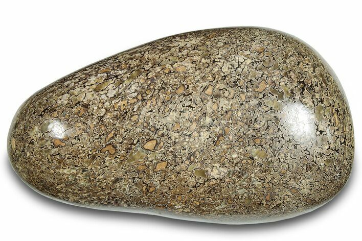 Polished Iguanodon Bone - Isle Of Wight #284229